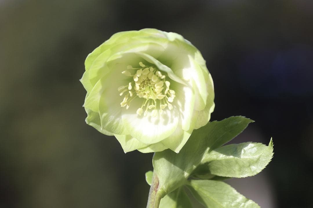 バカ息子と親バカ クリスマスローズ 開花実績株 苗 セット