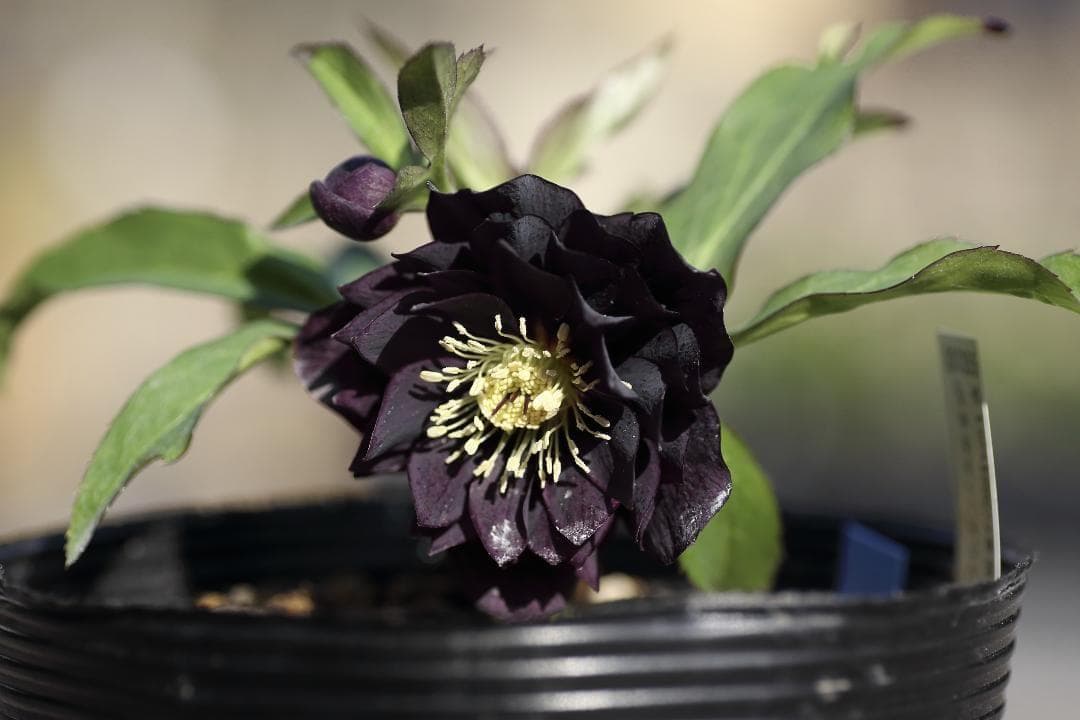 バカ息子と親バカ クリスマスローズ 開花実績株 苗 セット