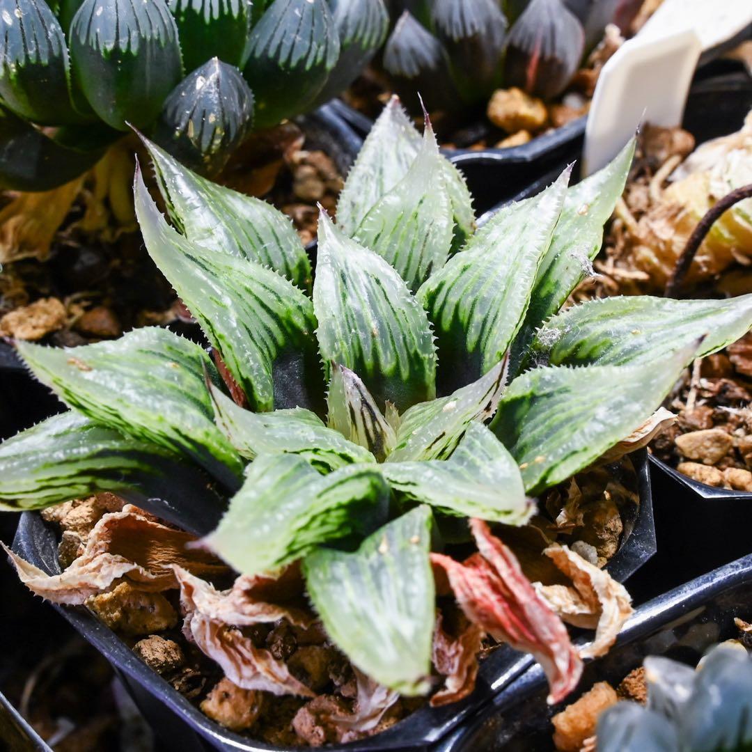 ハオルチア ナイルの一滴