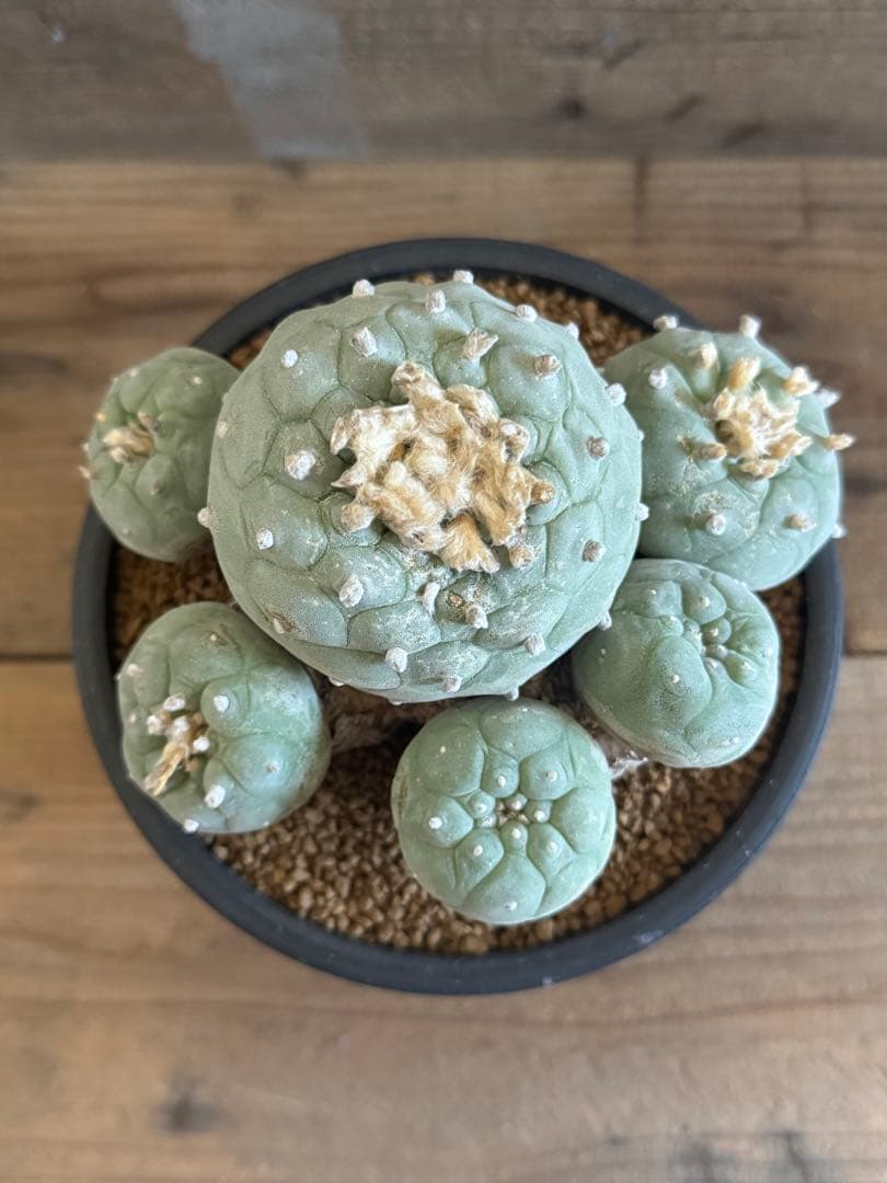 【希少現地株】群生翠冠玉 ロフォフォラ 銀冠玉 烏羽玉 菊水 帝冠 太平丸