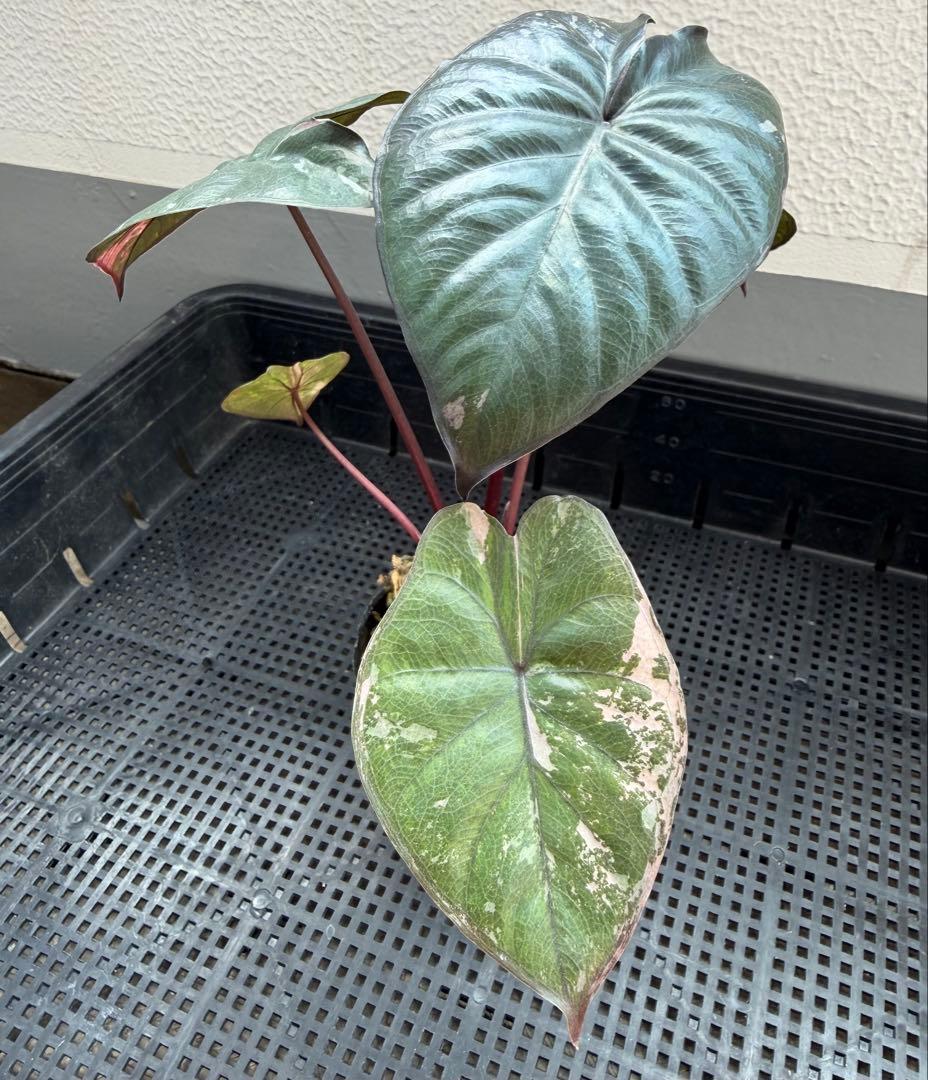 希少　アロカシア ピンクセレンディピティ 斑入り　鉢ごとメルカリ便