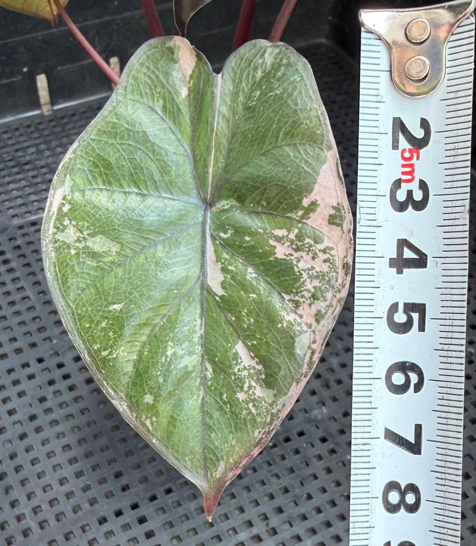 希少　アロカシア ピンクセレンディピティ 斑入り　鉢ごとメルカリ便