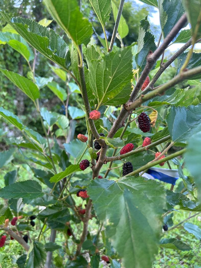 マルベリー　桑　木