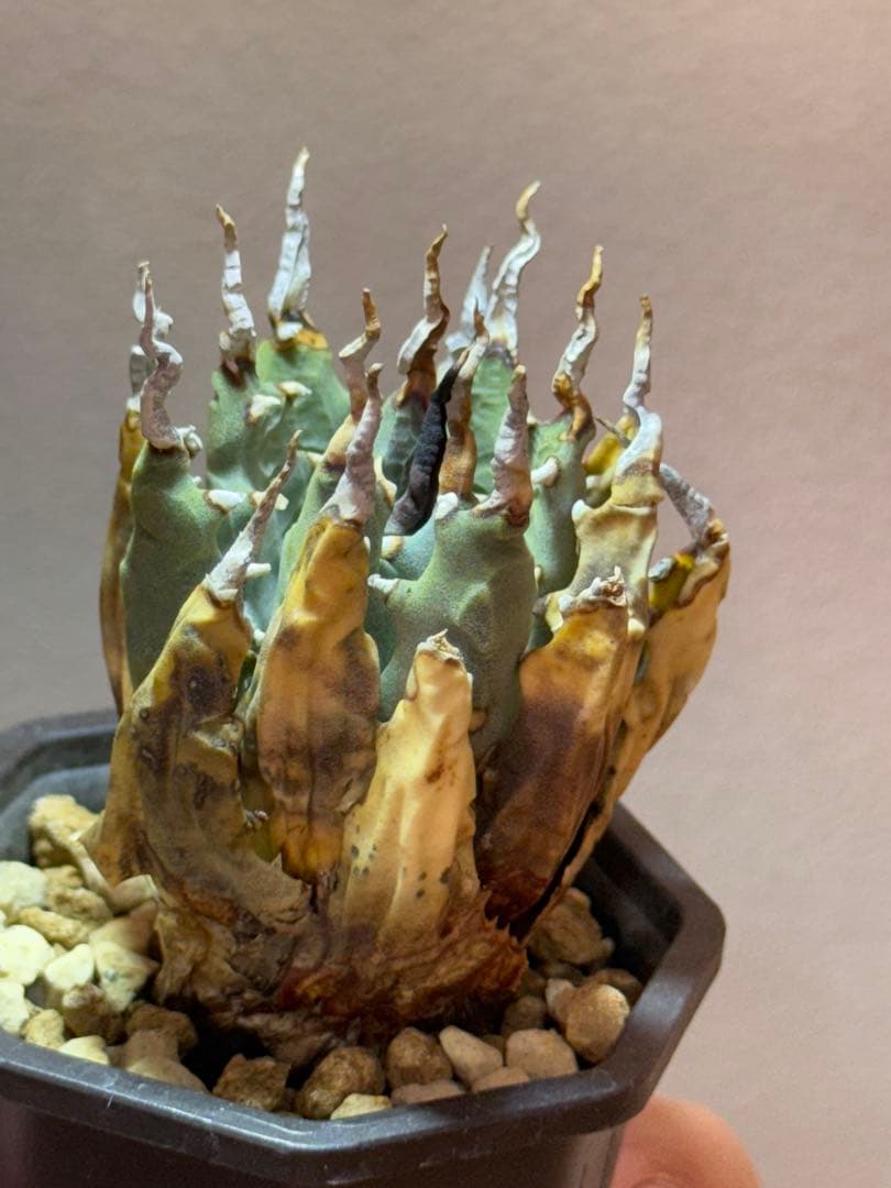 アガベ　ユタエンシス　エボリスピナ　子株販売　発根済