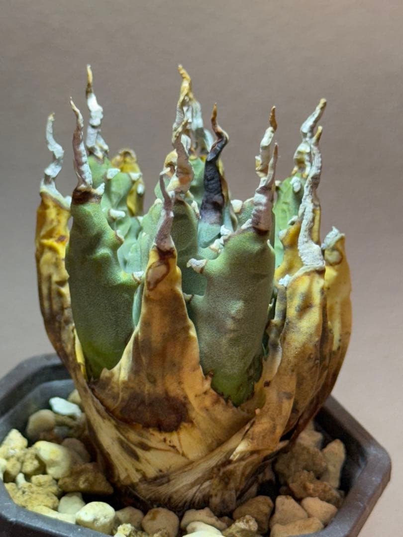 アガベ　ユタエンシス　エボリスピナ　子株販売　発根済