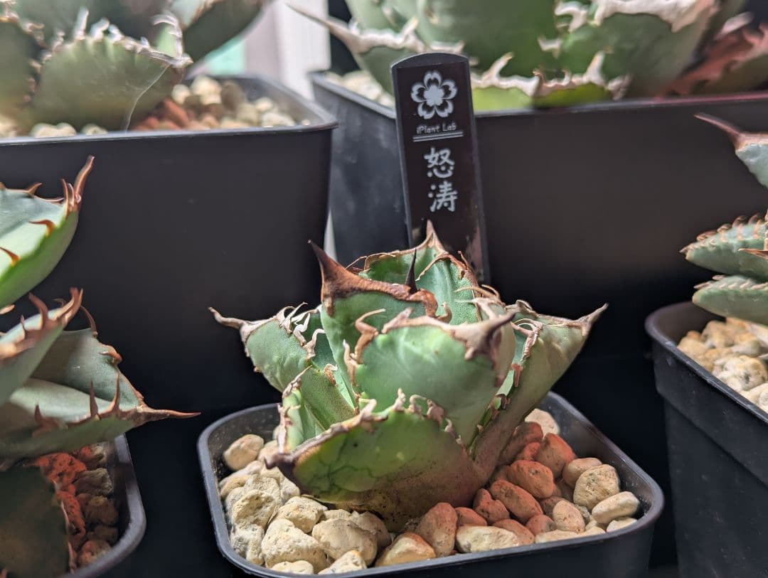 ちかさん専用（怒涛、惡魔）