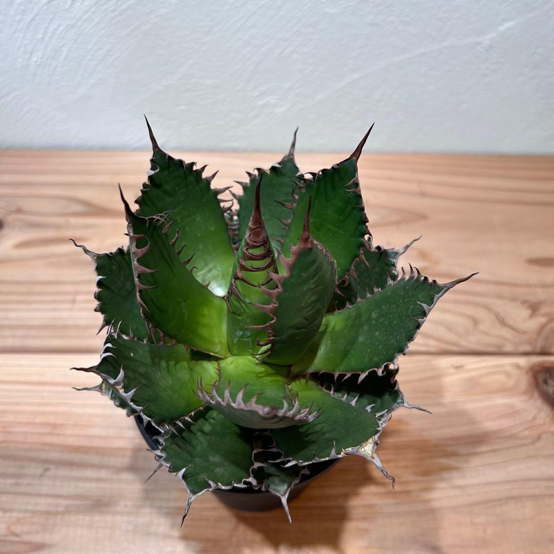 アガベ・ホリダ　4号鉢　鋸歯が美しい人気種