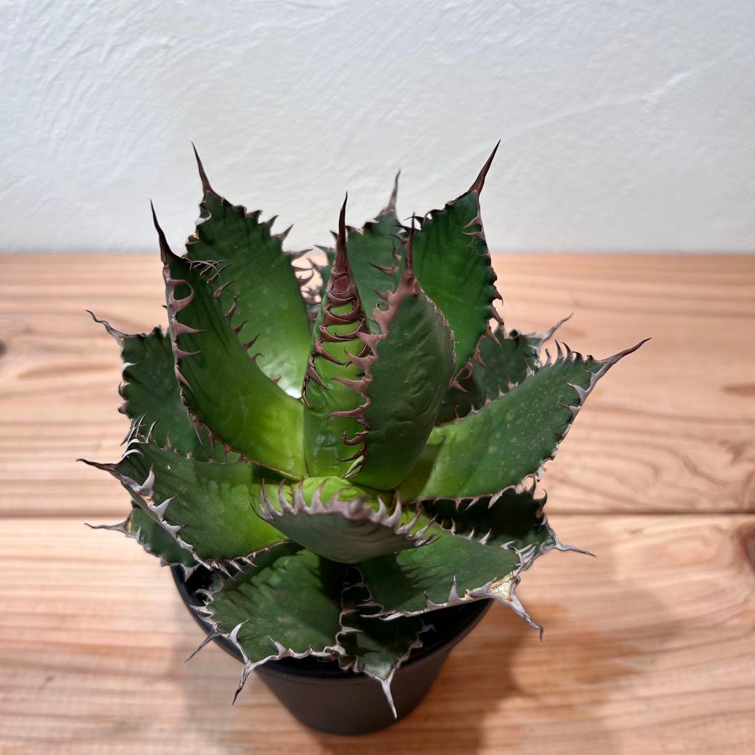 アガベ・ホリダ　4号鉢　鋸歯が美しい人気種