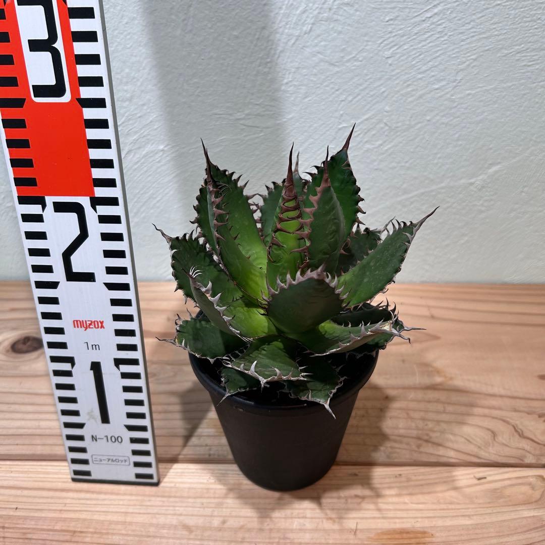 アガベ・ホリダ　4号鉢　鋸歯が美しい人気種