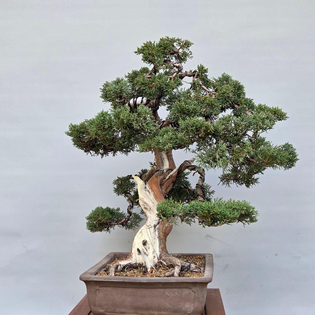 真柏　[模様木]　大品盆栽