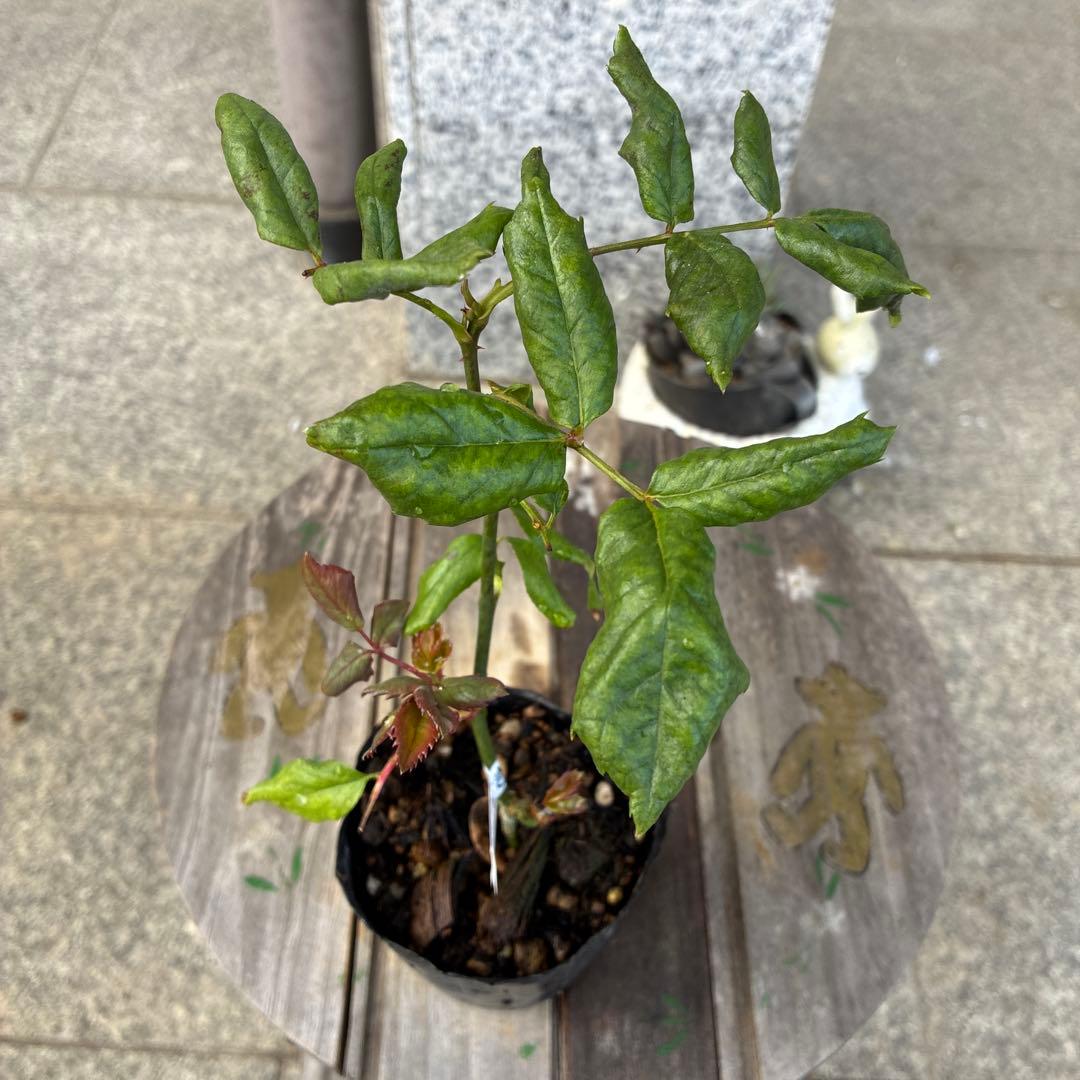 バラ苗　購入前にコメント