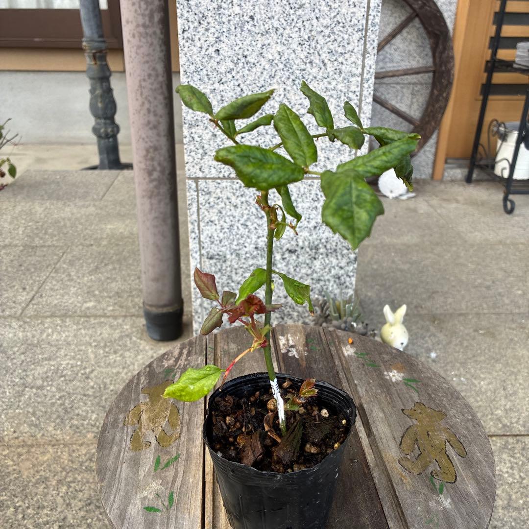 バラ苗　購入前にコメント