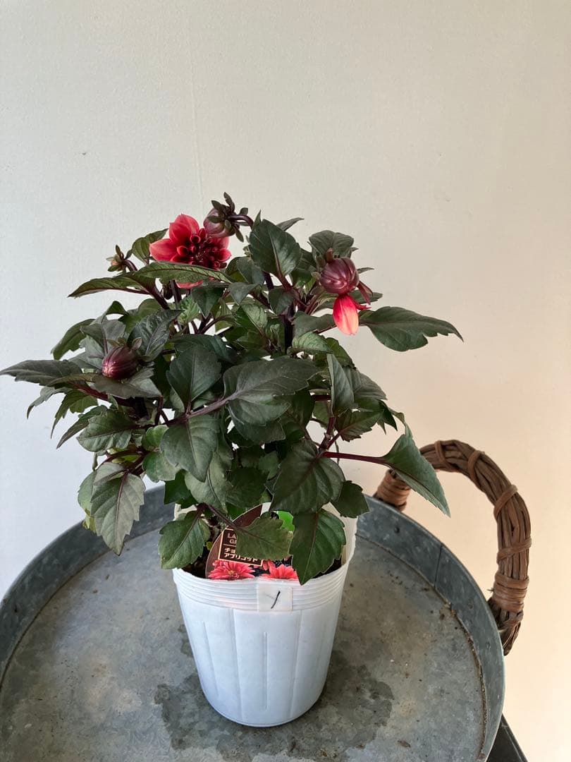 ダリア　ラベラグランデ　チョコレートアプリコット　ポット苗