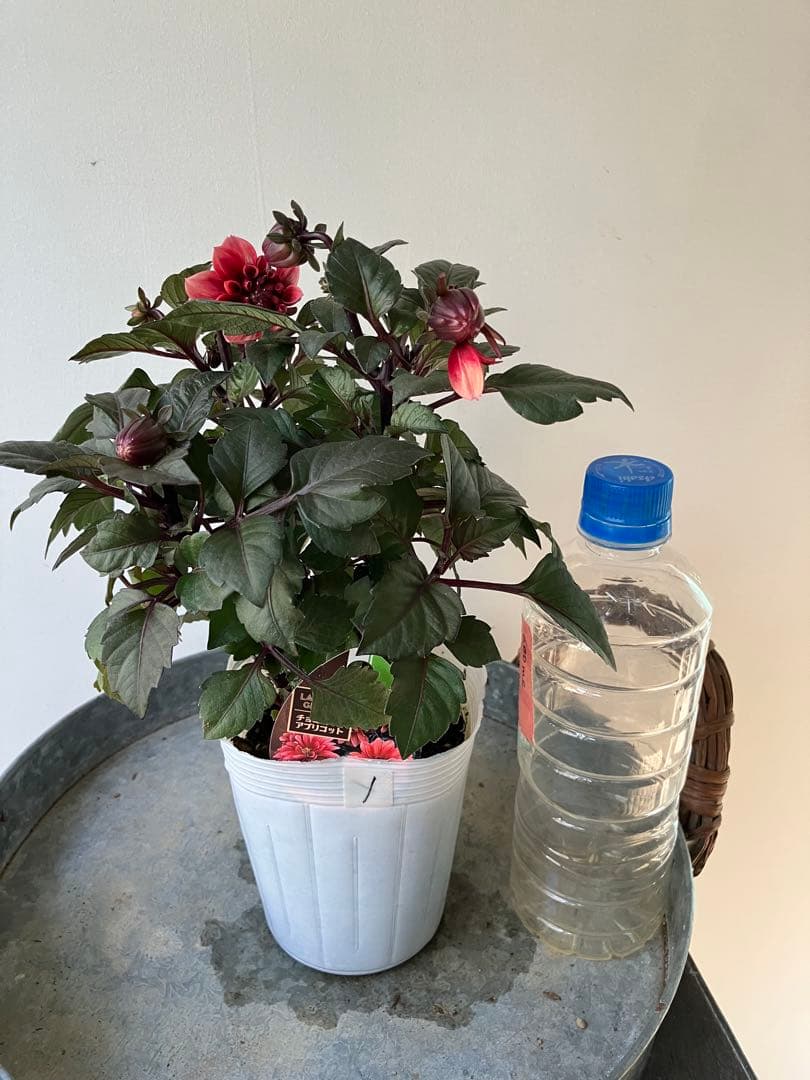 ダリア　ラベラグランデ　チョコレートアプリコット　ポット苗