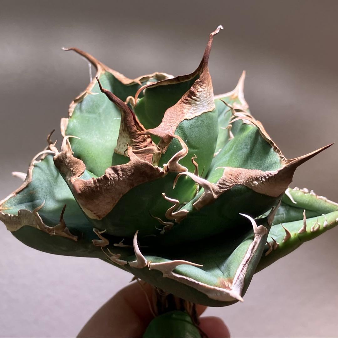 【CR7】速達　超選抜　特大　太棘　長棘　アガべ　チタノタ　雲雀　TC