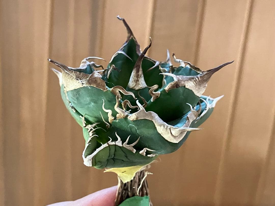 【CR7】速達　超選抜　特大　太棘　長棘　アガべ　チタノタ　雲雀　TC