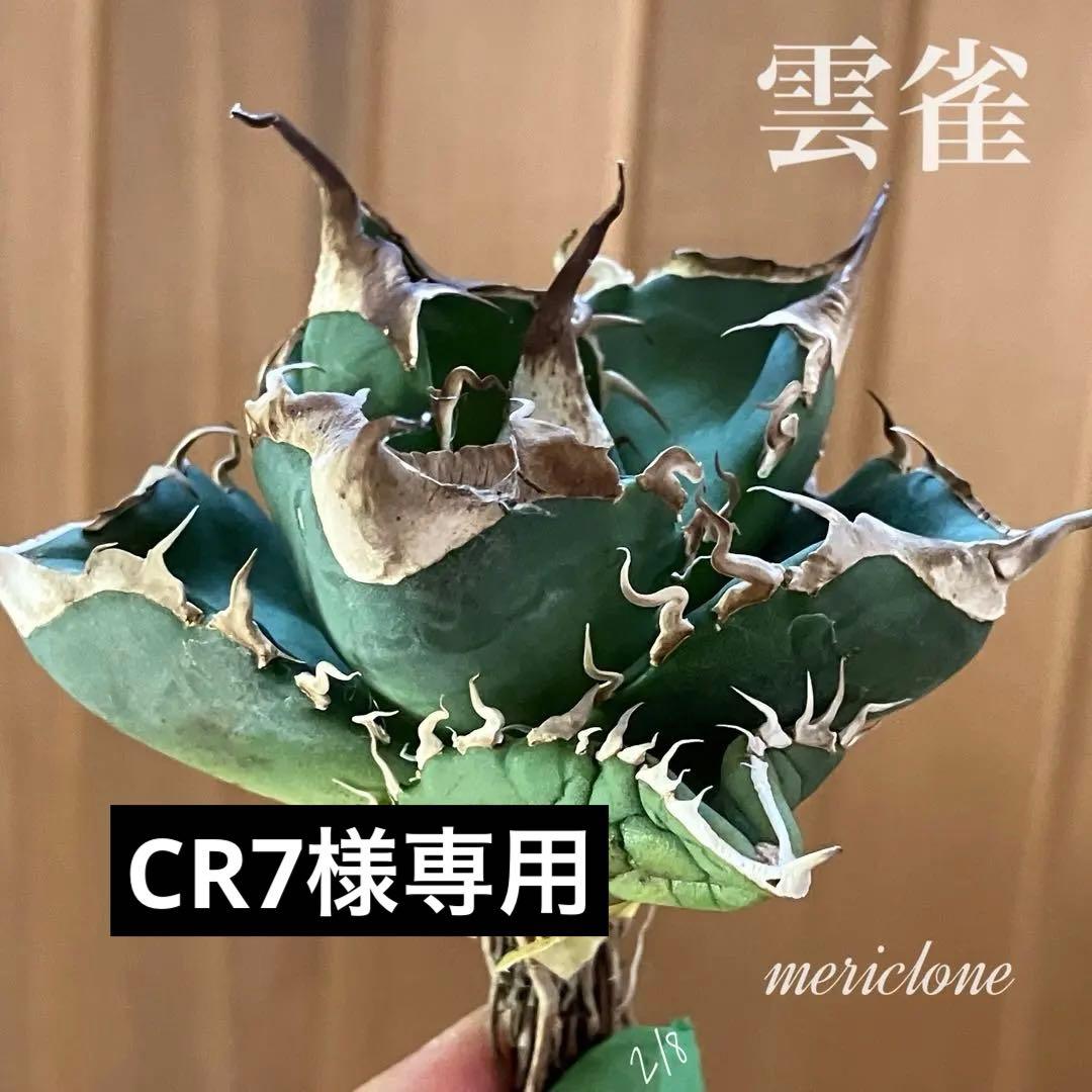 【CR7】速達　超選抜　特大　太棘　長棘　アガべ　チタノタ　雲雀　TC