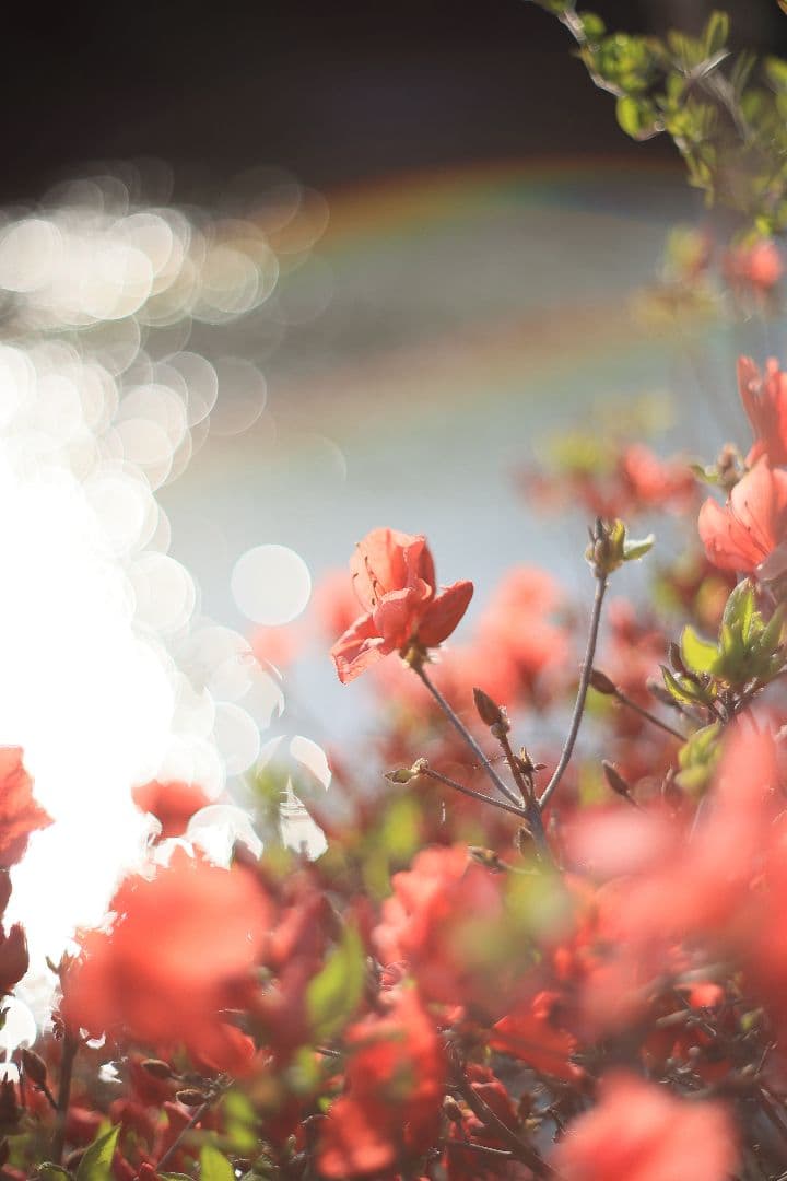 Super-Takumar 55mm F1.8 前期型 S/N：1087713