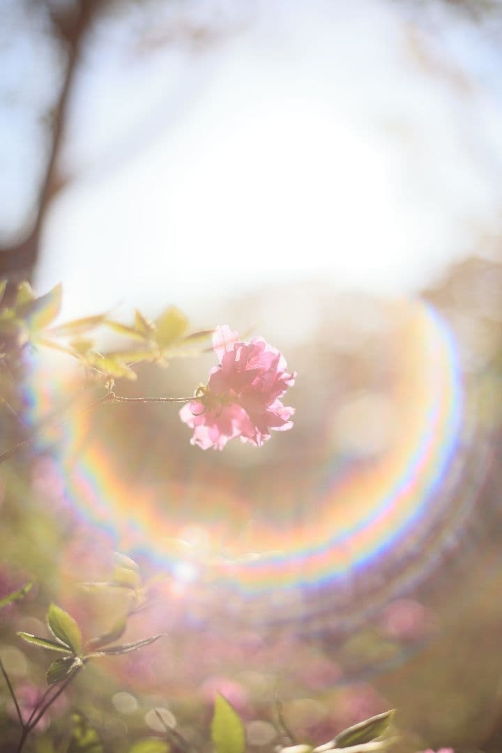 Super-Takumar 55mm F1.8 前期型 S/N：1087713