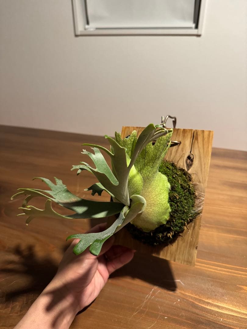 こ*！様 P.willinckii bacteria spore バクスポ ビカ