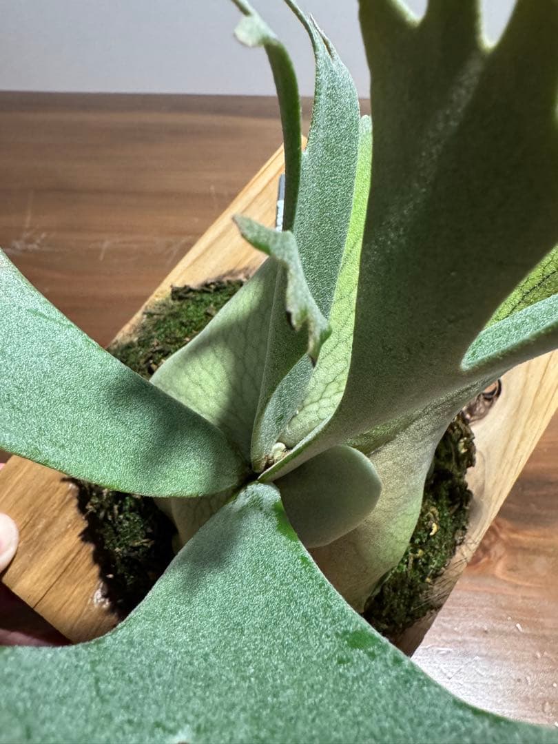 こ*！様 P.willinckii bacteria spore バクスポ ビカ