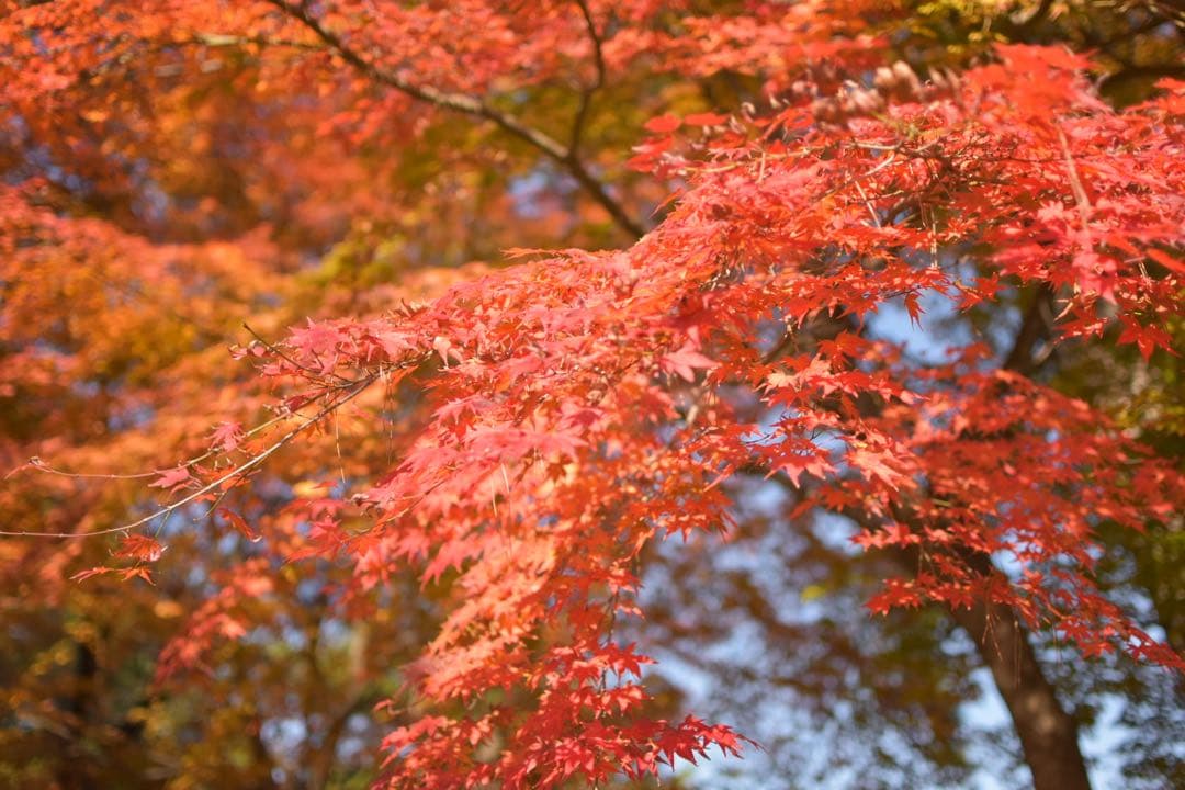 Nikon D5500 一眼レフカメラ キット(単焦点レンズ付き)