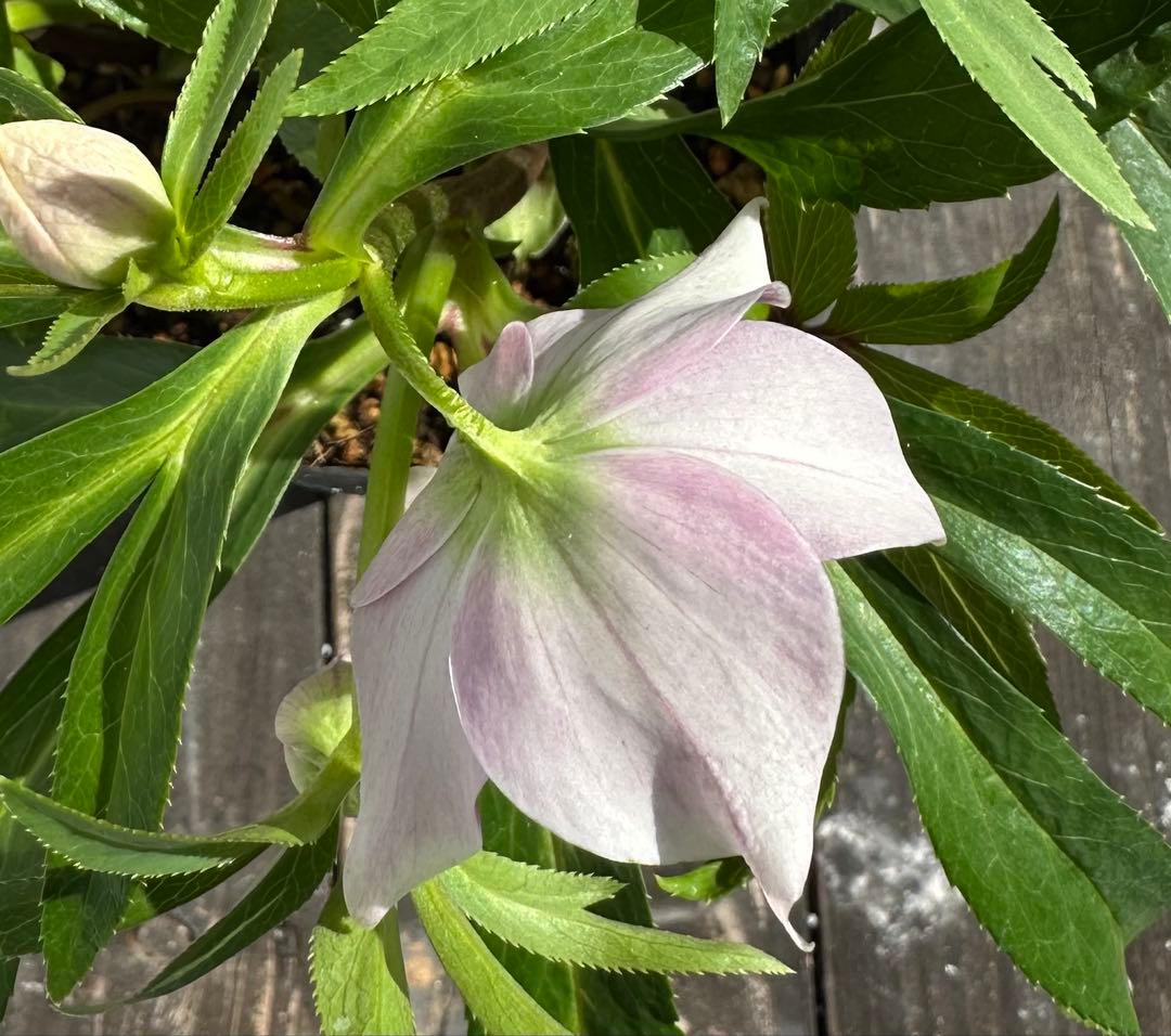 クリスマスローズ　プチドール　横山園芸　開花株