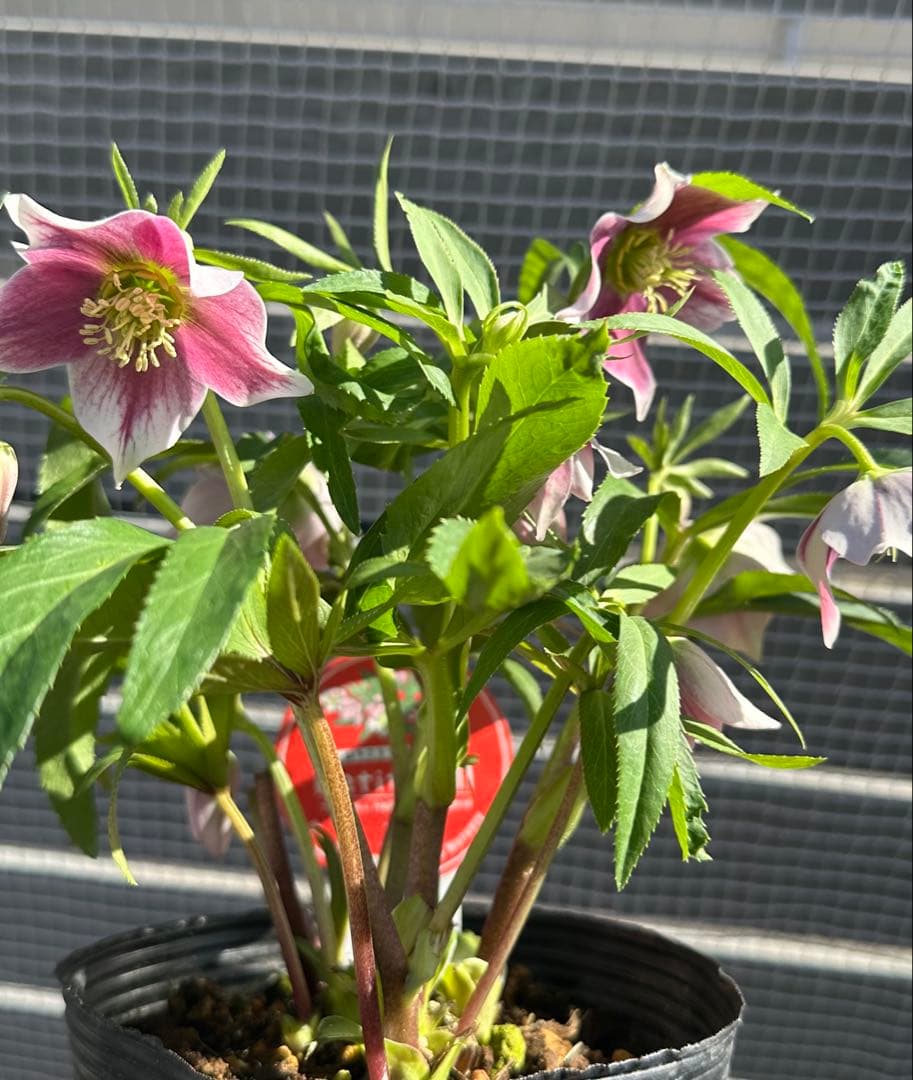 クリスマスローズ　プチドール　横山園芸　開花株