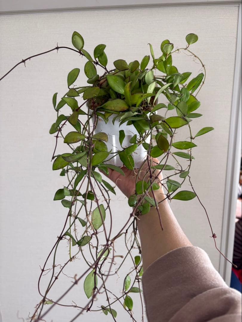 Hoya Noona Pink 専用　2種