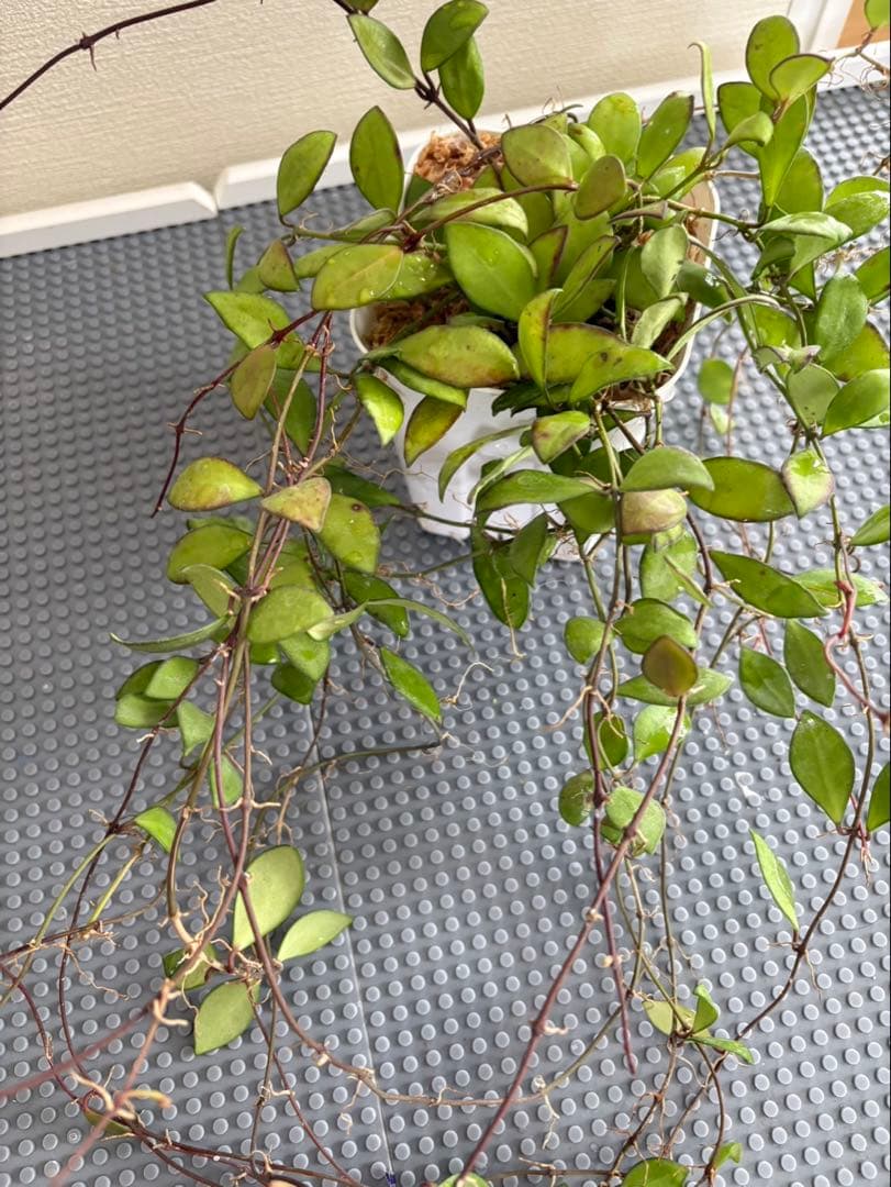 Hoya Noona Pink 専用　2種