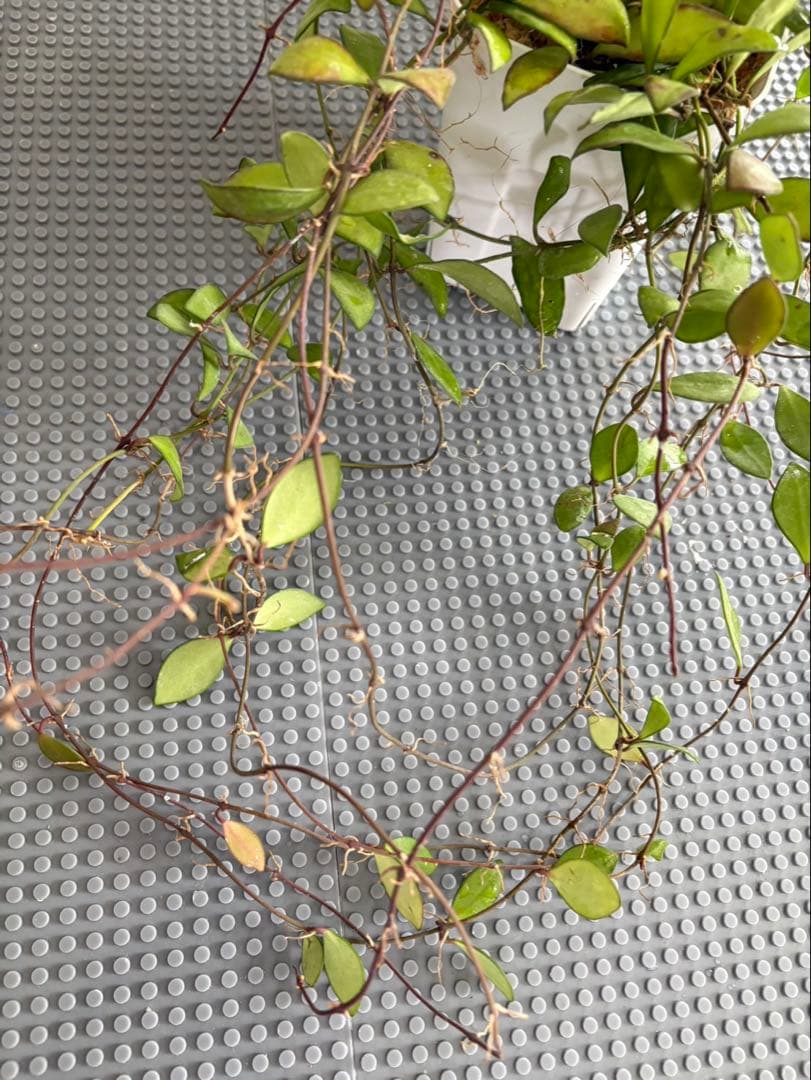 Hoya Noona Pink 専用　2種