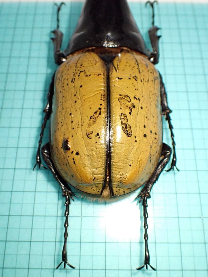 【標本】ヘラクレスオオカブト　原名亜種　グアドループ産　166.1ミリ　飼育品