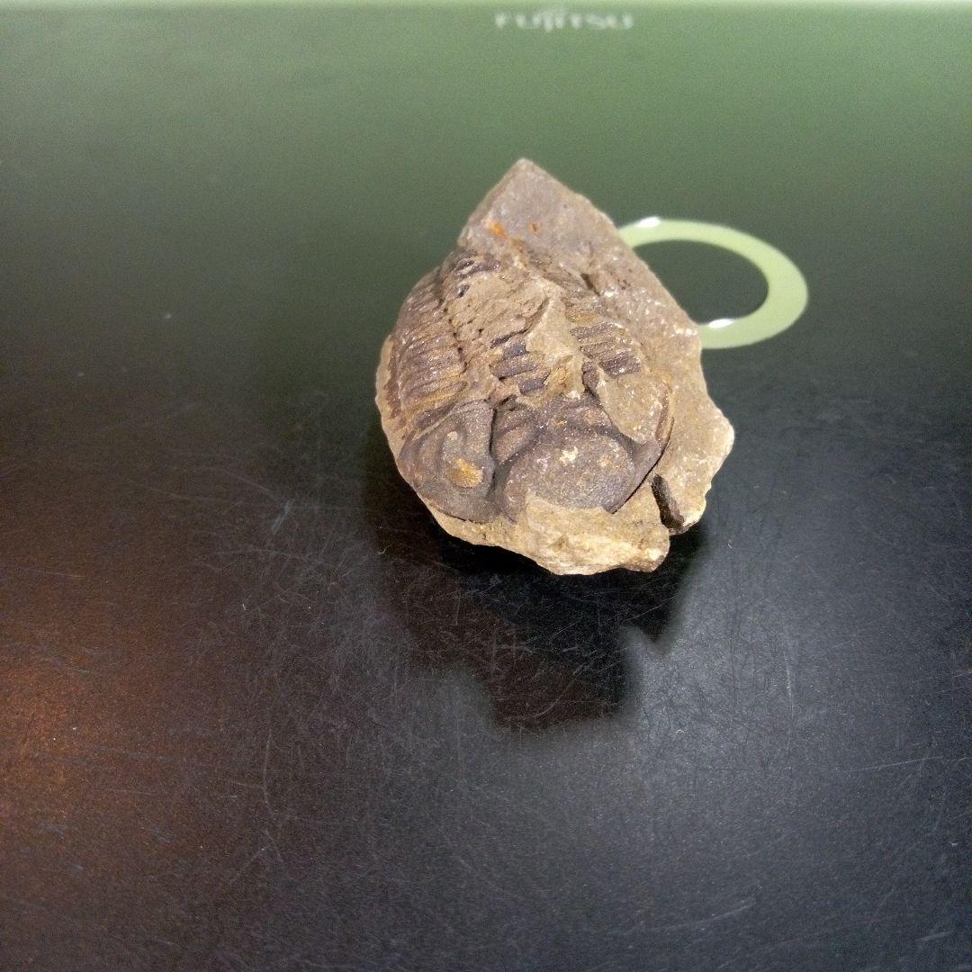 三葉虫　化石　fossil　ボリビア産　trilobite　ノジュール判別①
