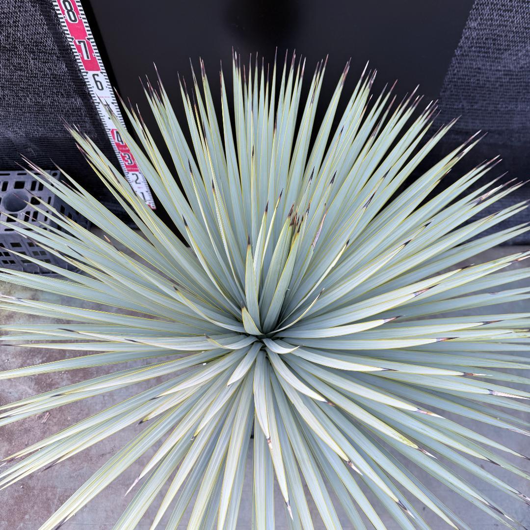 【AL-F1195】ユッカ　ロストラータ　超美形　超極太　シルバーブルー