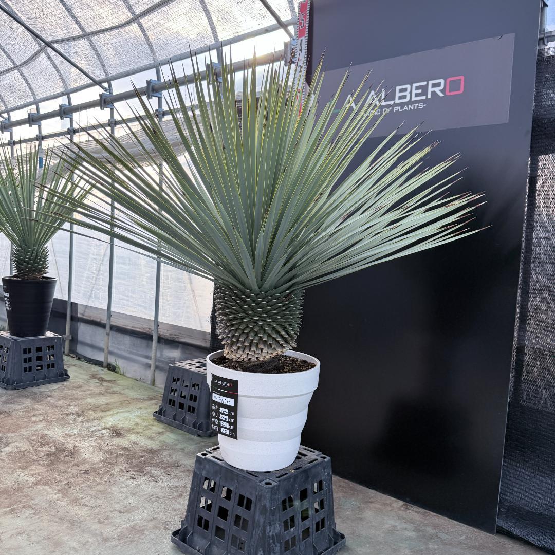 【AL-F1195】ユッカ　ロストラータ　超美形　超極太　シルバーブルー