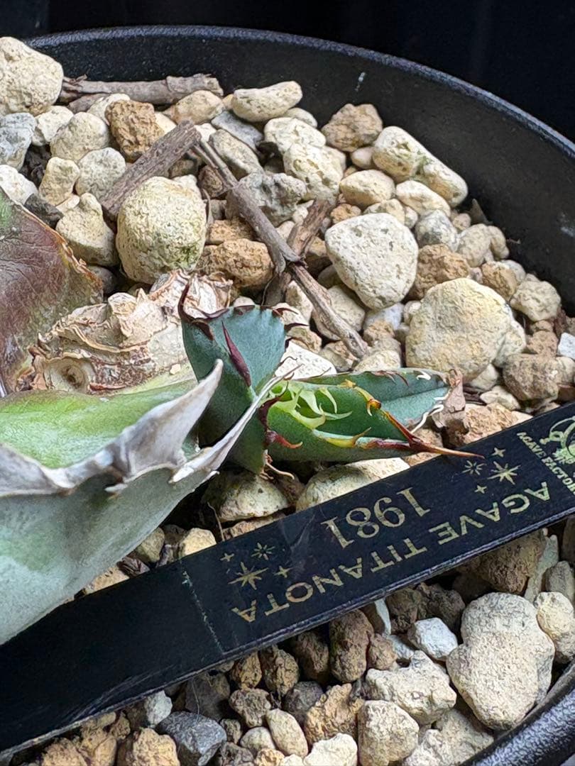 アガベチタノタ　1981 子株