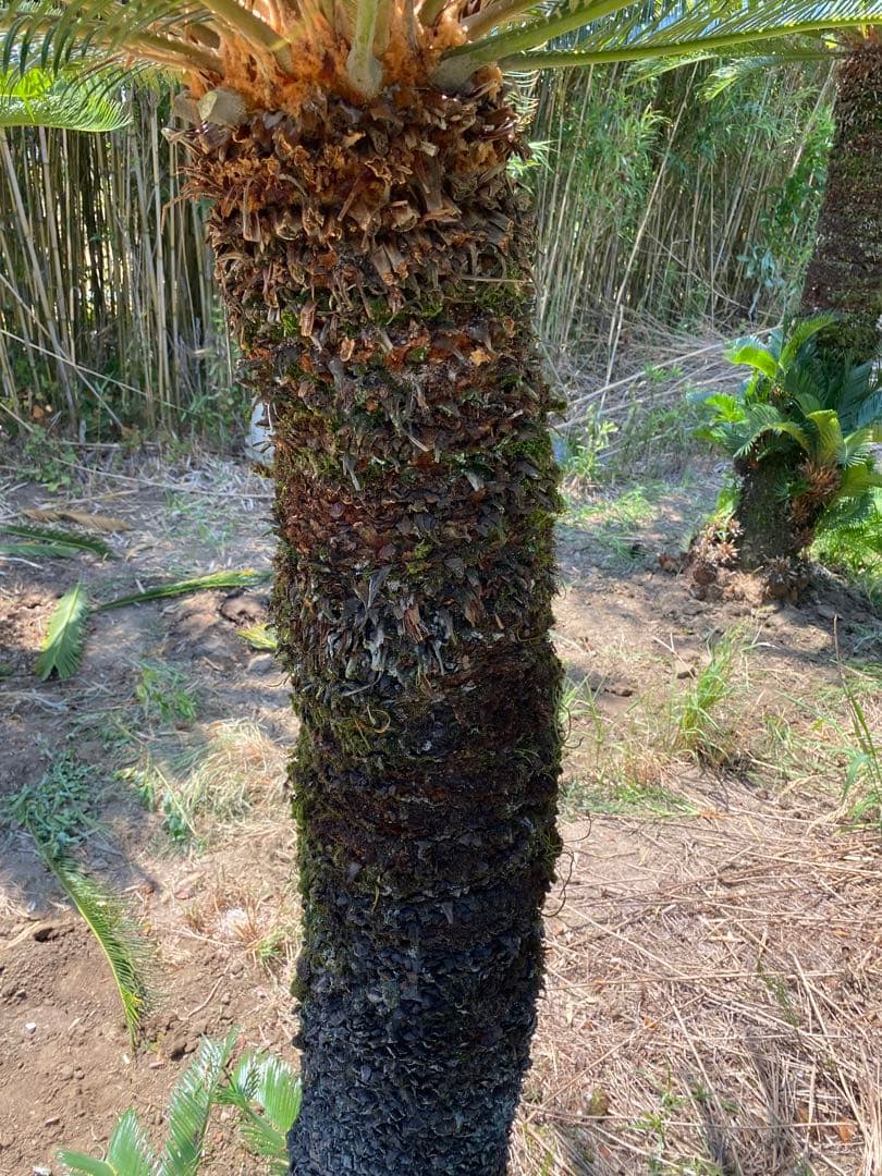 蘇轍　ソテツ　幹高1700引き取り限定