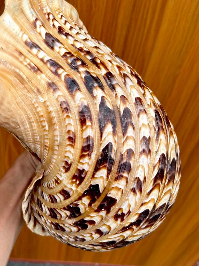 法螺貝　45.5cm 蓋付(直線42.3)