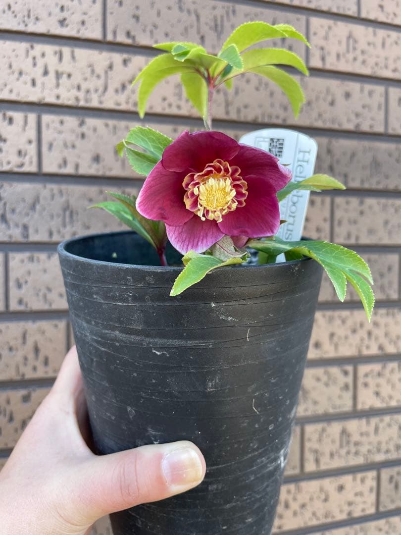 クリスマスローズ　セミダブル　 広瀬園芸　花苗　蕾　開花株