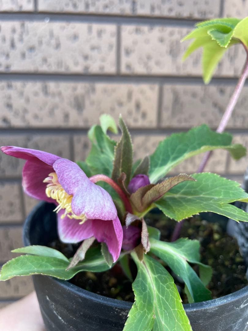 クリスマスローズ　セミダブル　 広瀬園芸　花苗　蕾　開花株