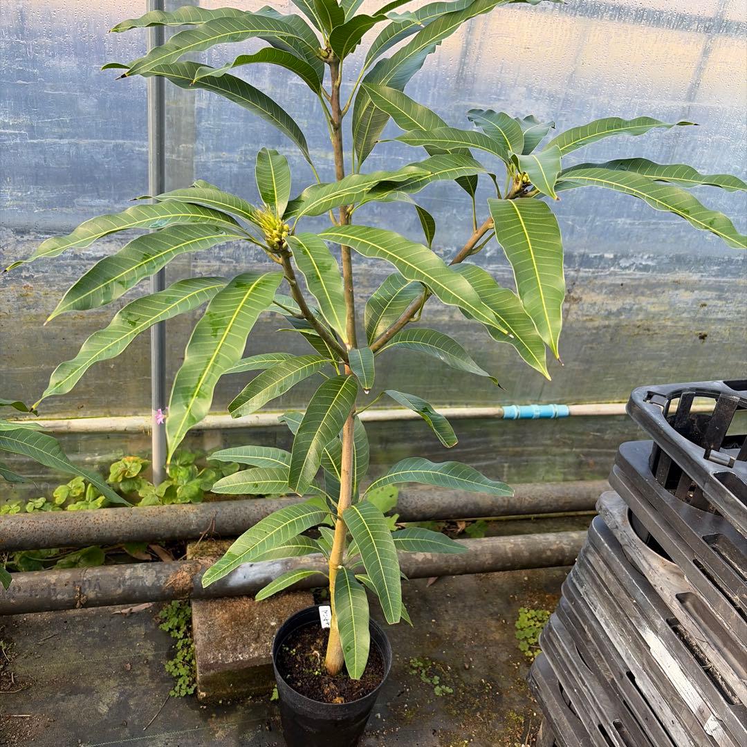 キンミツ、マハチャノック　セットマンゴー苗　6号大苗