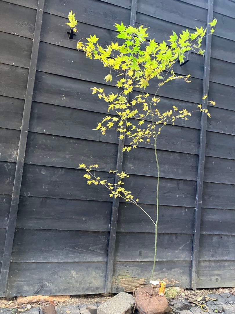 101 山採り　ヤマモミジ