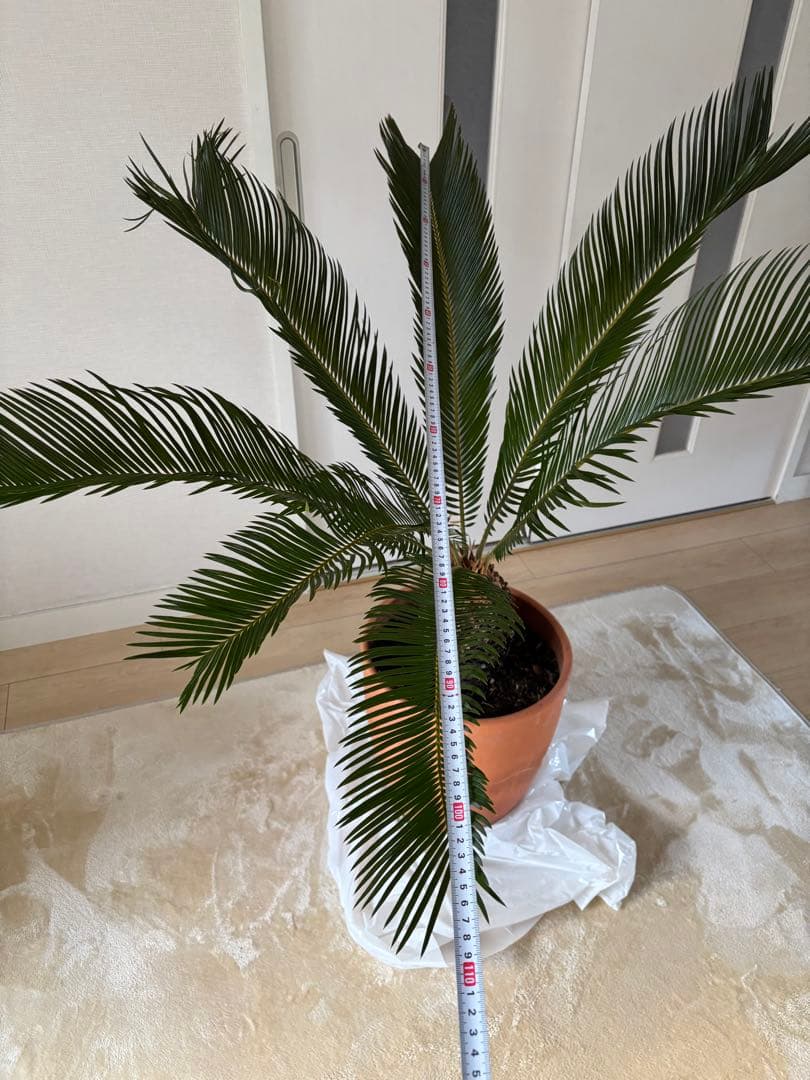 【美形】 蘇轍　ソテツ　　ドライガーデン