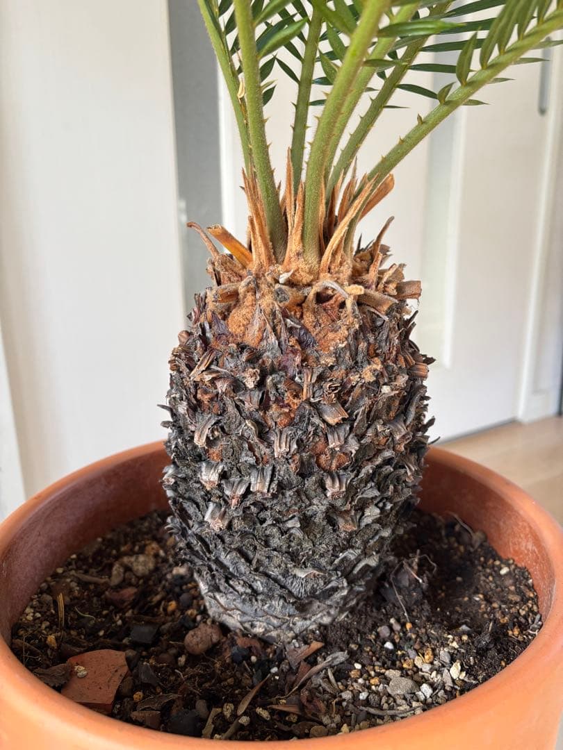 【美形】 蘇轍　ソテツ　　ドライガーデン