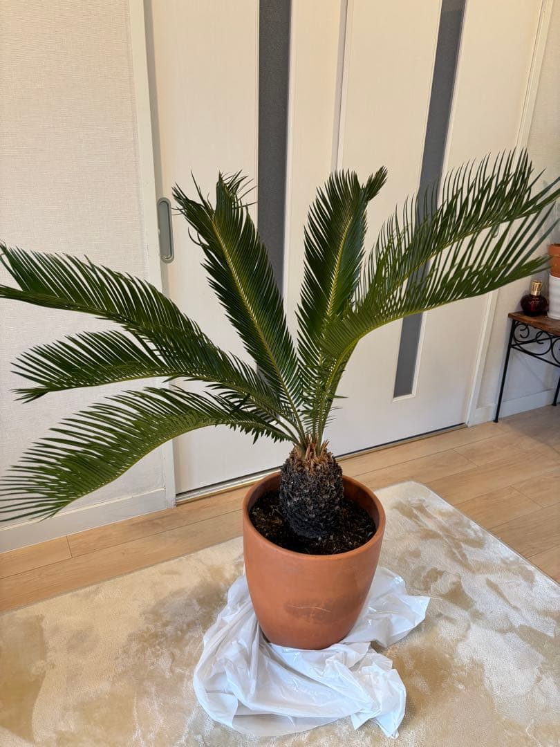 【美形】 蘇轍　ソテツ　　ドライガーデン