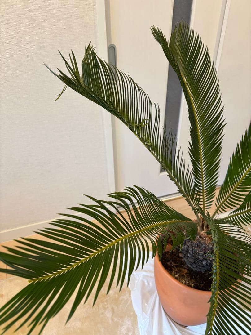 【美形】 蘇轍　ソテツ　　ドライガーデン