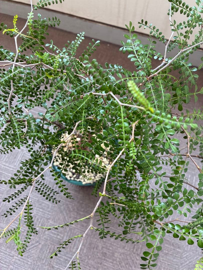 オペルクリカリア・パキプス／6号