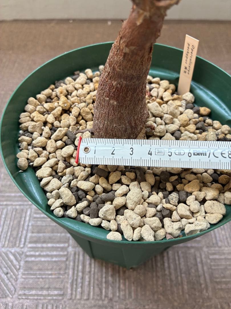 オペルクリカリア・パキプス／6号