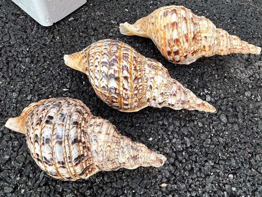 法螺貝　3個セット　32cm 32cm 30cm