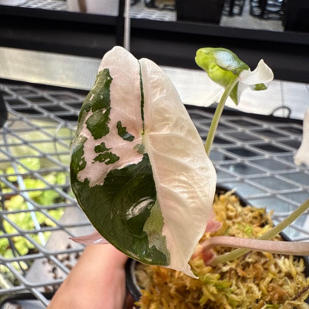 ★*★様 極上 アロカシア チャントリエリ ピンク